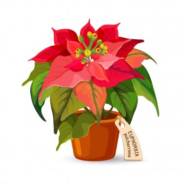 Euphorbia pulcherrima bitki küçük etiketi ile plastik kapta