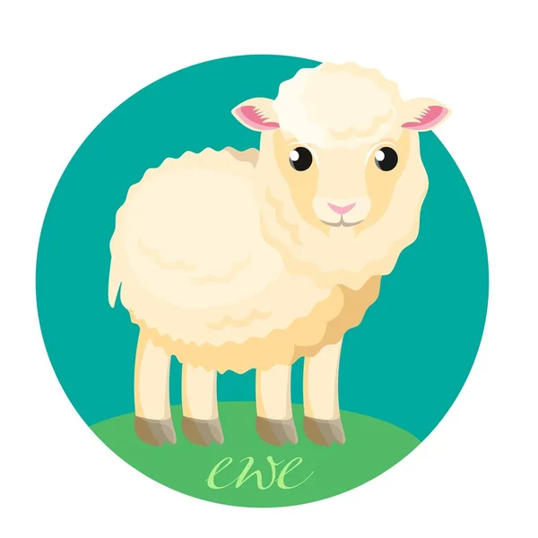 Pequeno bebê de ovelha branca fica na grama verde — Vetor de Stock