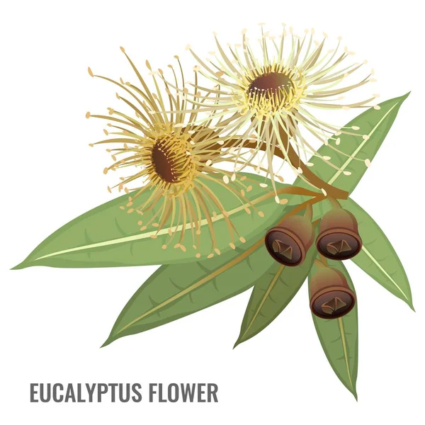 Eukalyptusblütenposter mit Pflanze, die heilen kann — Stockvektor