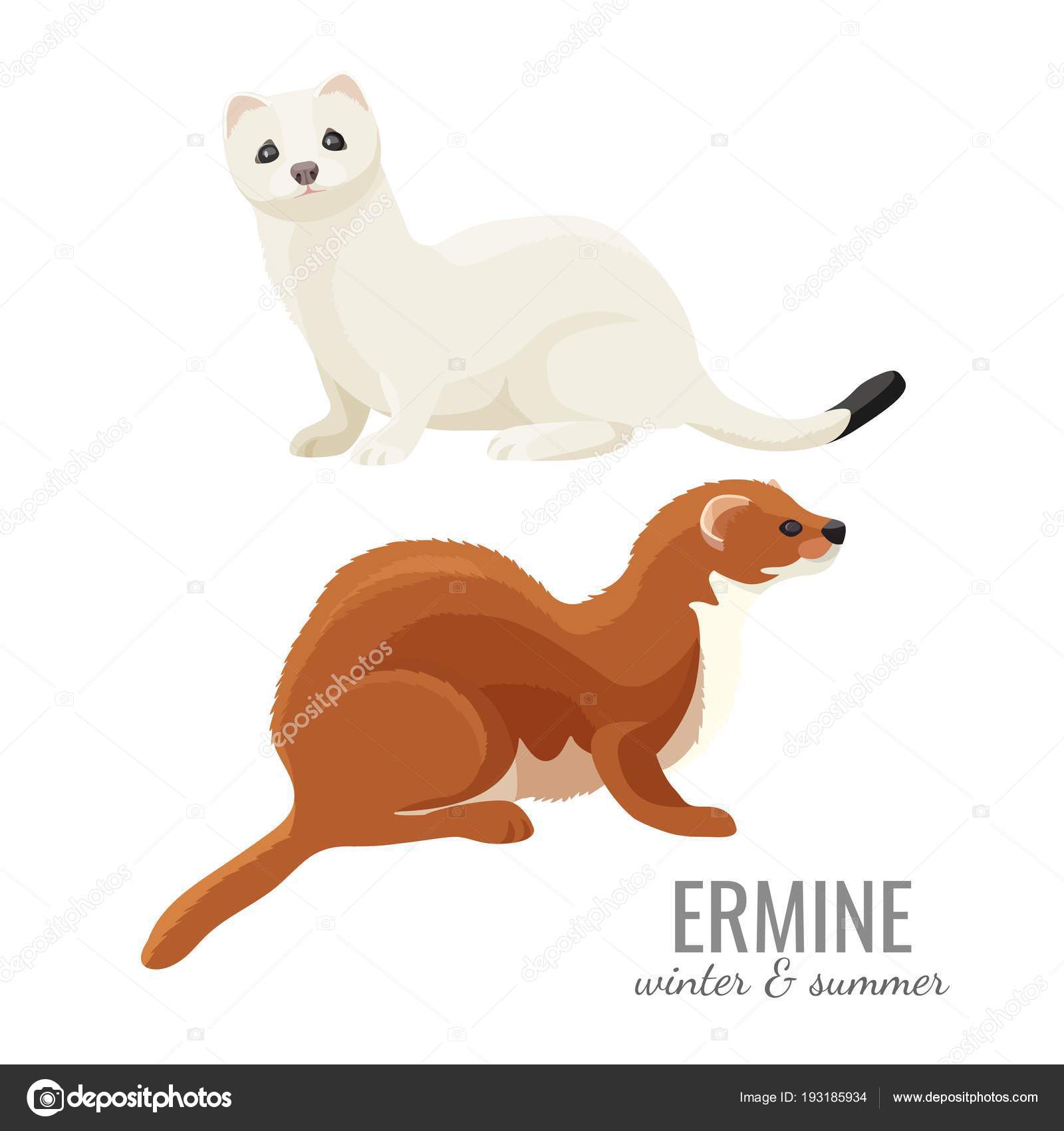 Ermines in winter and summer with white and brown fur Stock Vector Image by  ©godruma #193185934