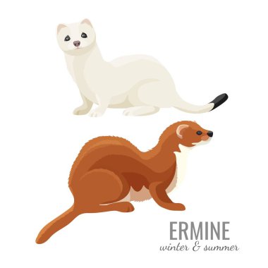 Ermines in winter and summer with white and brown fur clipart