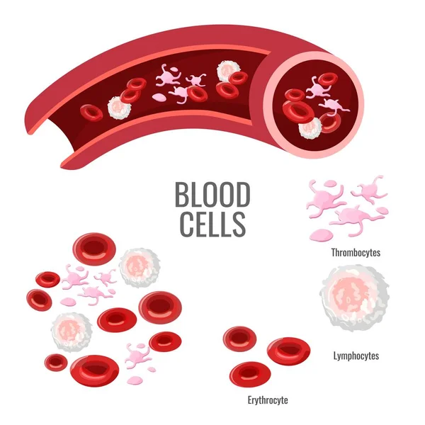 Cartel científico de exploración de células sanguíneas con cuerpos microscópicos — Vector de stock