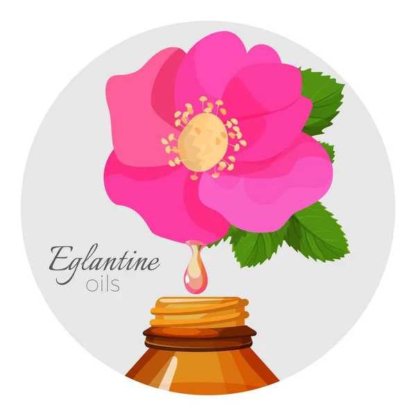 Eglantin huiles affiche promo avec fleur de rose sauvage et bouteille — Image vectorielle