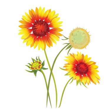 Gaillardia pulchella çiçeği. Güzel doğal çiçek yaprakları. Bahçe bitkisi çiçek açıyor. Vektör