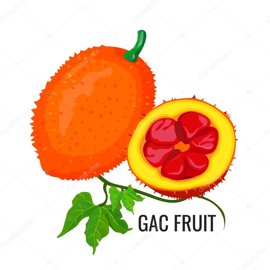 Gac fruit. Healthy orange vegetarian jackfruit food. Vector