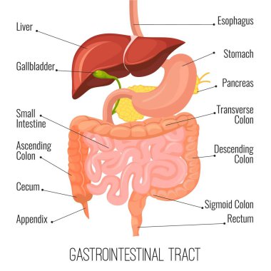 Gastrobağırsak yolu. İnsan bağırsağı ve mide organı. Tıbbi vektör illüstrasyonu