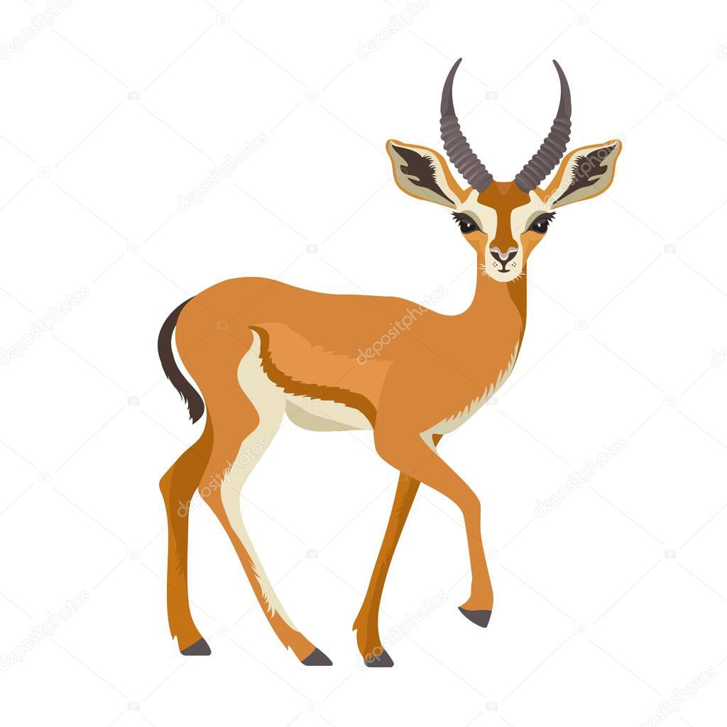 Gazelle or antelope with horn. African mammal animal in wildlife. Vector illustration