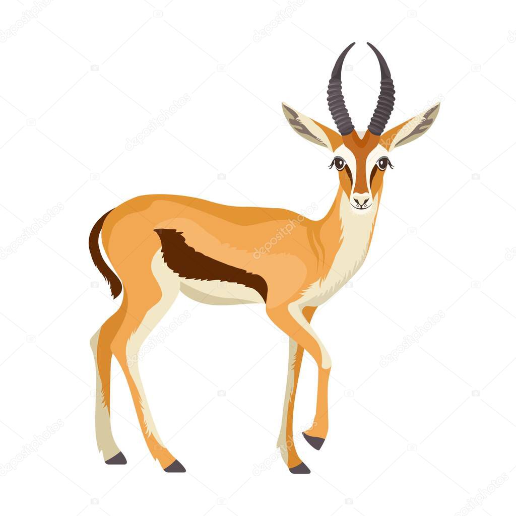 Gazelle or antelope with horn. African mammal animal in wildlife. Vector illustration