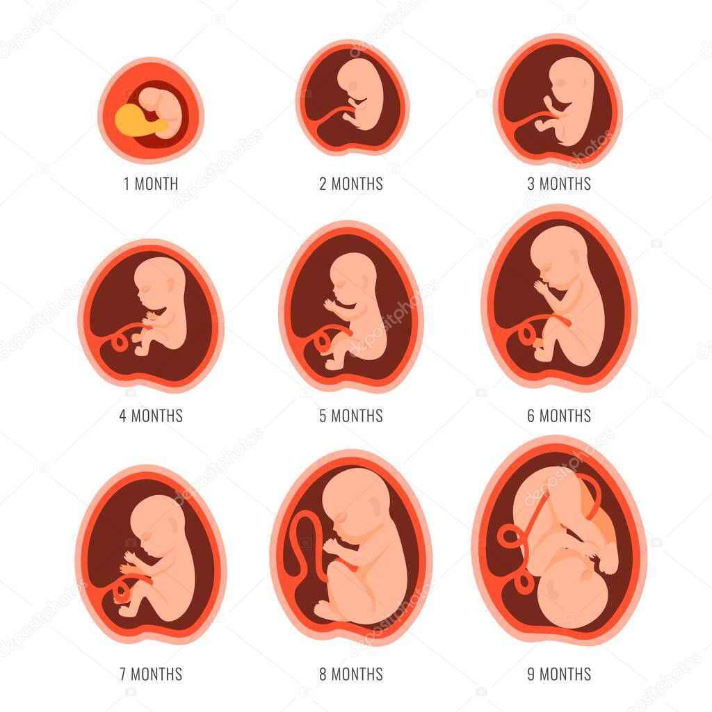 Pregnancy fetal foetus development . Embryonic month stage growth month by month cycle from 1 to 9 month to birth. Medical infographic elements isolated on white background. Flat vector illustration