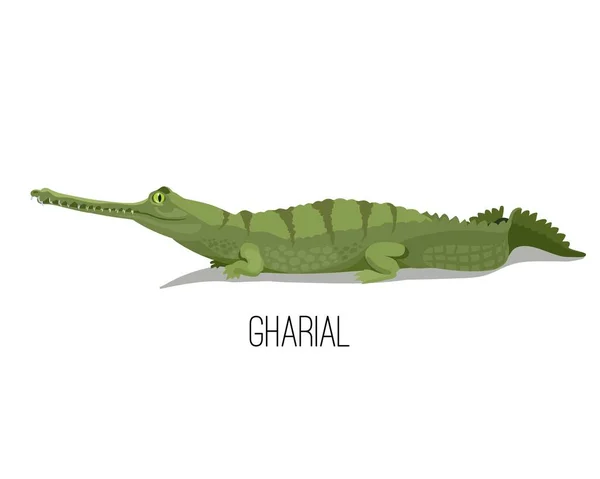 Cocodrilo Gharial reptil animal. Ilustración de la naturaleza y la fauna . — Vector de stock