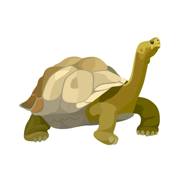 Reuzenschildpad dier. Schildpadreptielen in de natuur. Vector — Stockvector