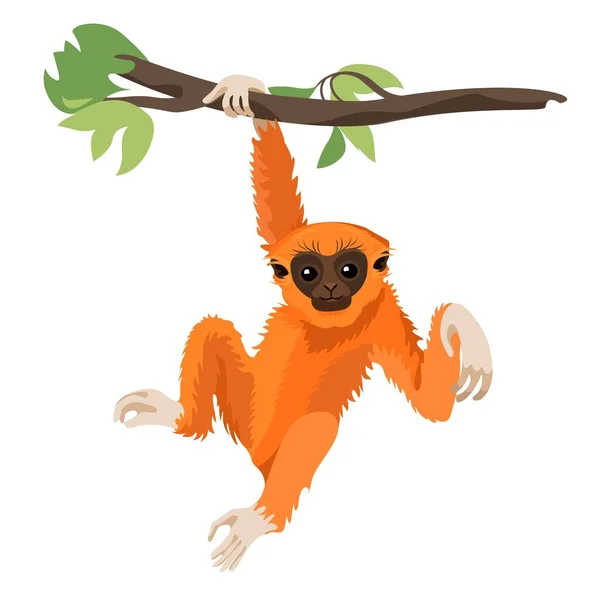 Gibbon primate mammal. Monkey in wildlife. Vector — Stock Vector