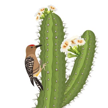 Gila woodpecker bird on saguaro cactus in desert wildlife. Vector clipart