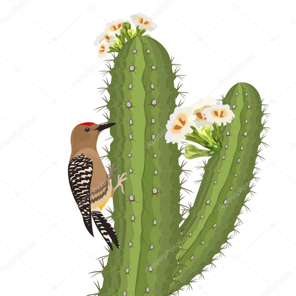 Gila woodpecker bird on saguaro cactus in desert wildlife. Vector
