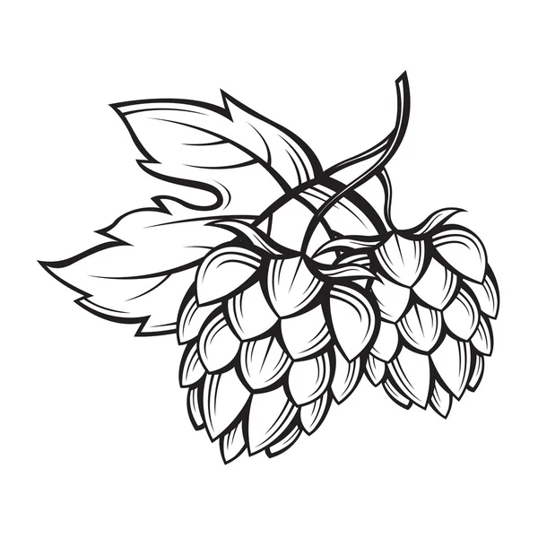 Image du houblon — Image vectorielle