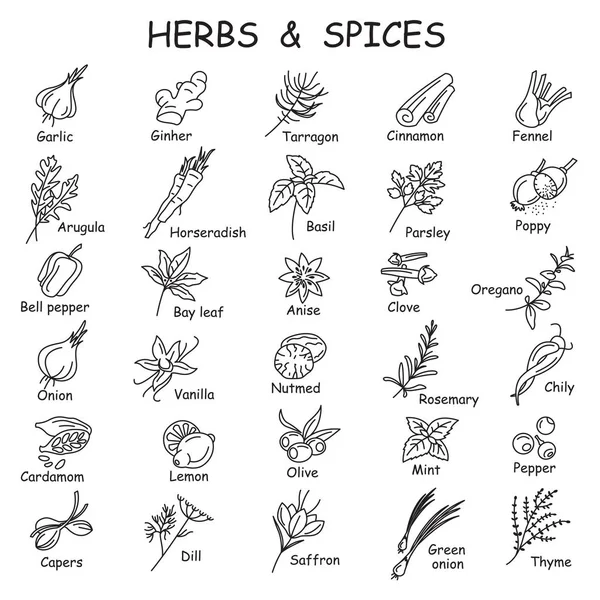 Ervas aromáticas e especiarias —  Vetores de Stock