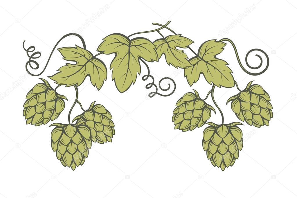 image of hops