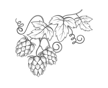 görüntü şerbetçiotu