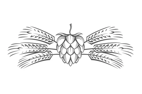 Image du houblon et de l'oreille d'orge — Image vectorielle