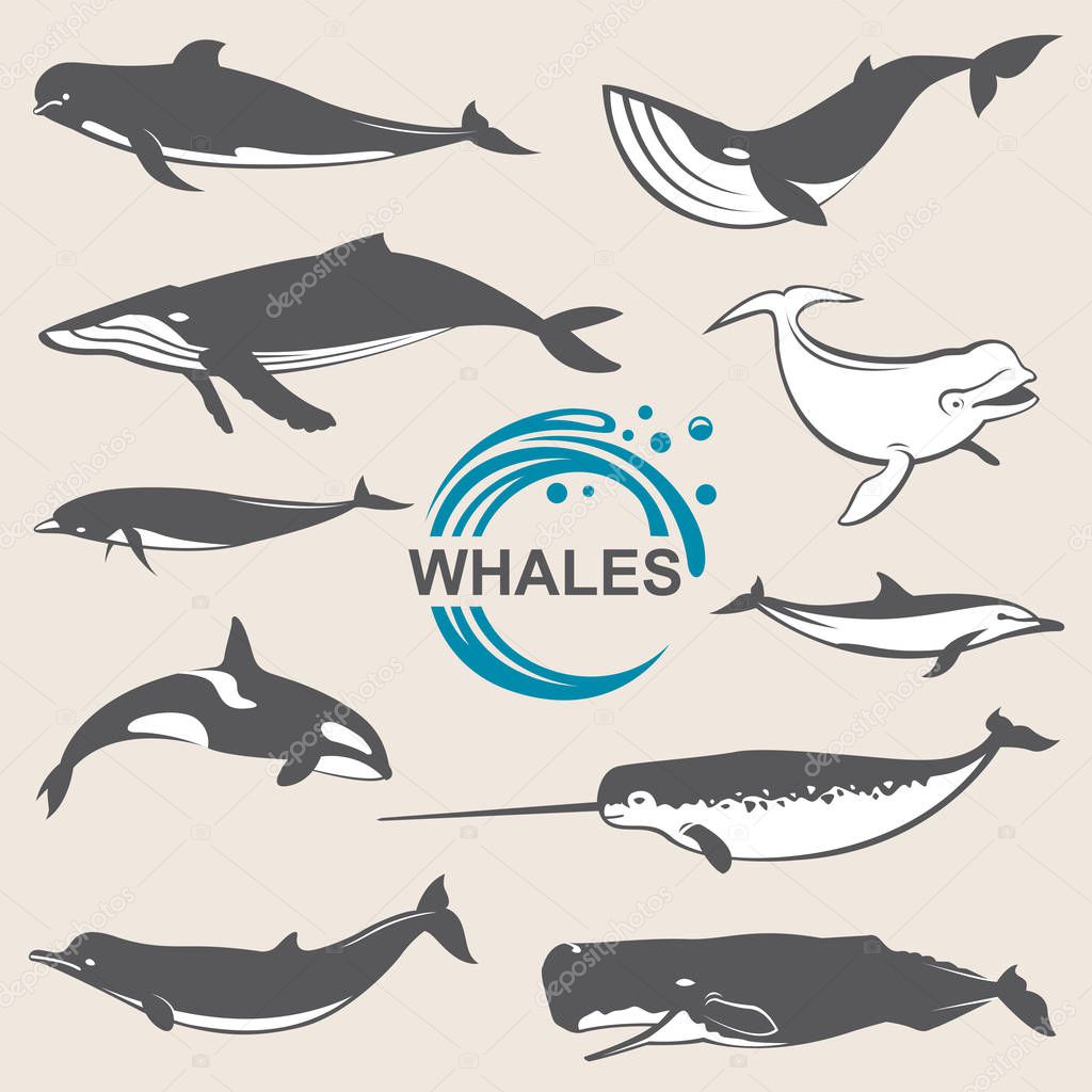 Collection of various whales species images