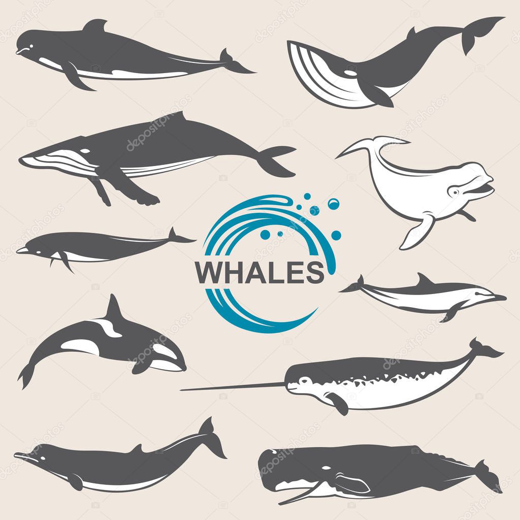 various whales set