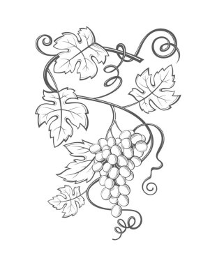 üzüm demet görüntü