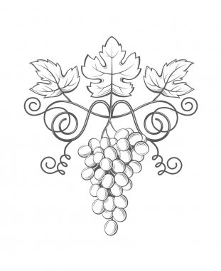 üzüm demet görüntü