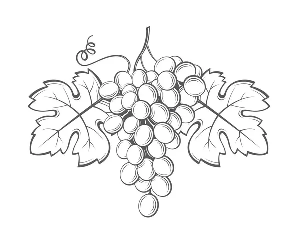 Grappes de raisins image — Image vectorielle