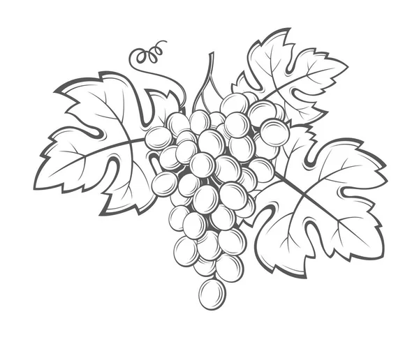 Uvas racimos imagen — Vector de stock