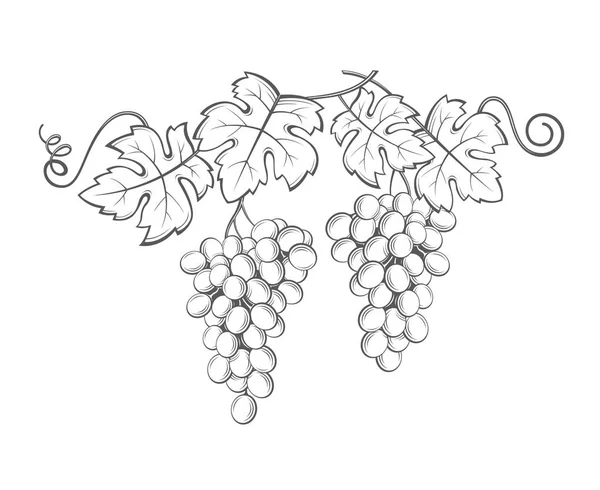 Imagens de cachos de uvas —  Vetores de Stock