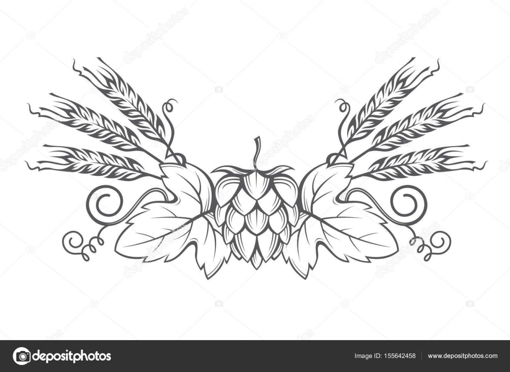 Dibujos: cebada para pintar | imagen del oído del lúpulo y ...