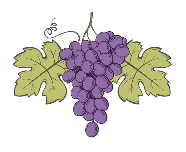 Uvas racimos imagen — Vector de stock