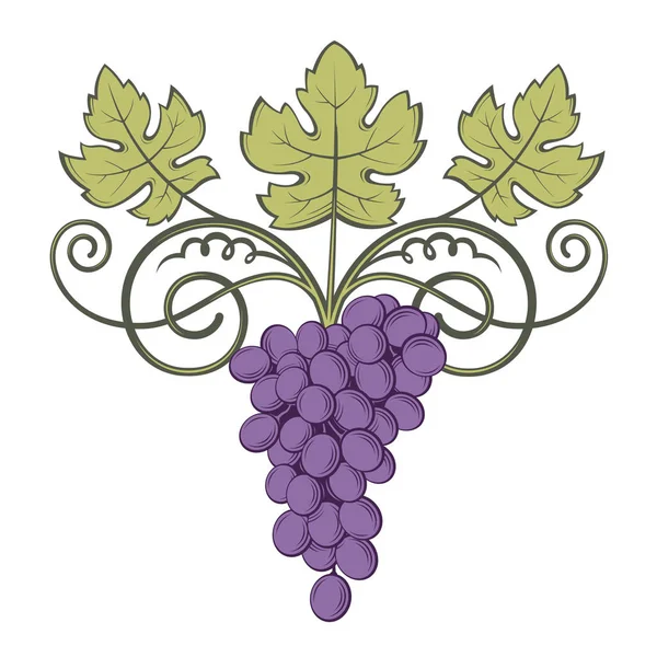 Grapes bunches image — Stock Vector