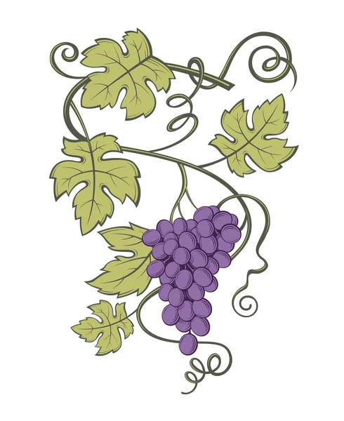 Uvas racimos imagen — Vector de stock