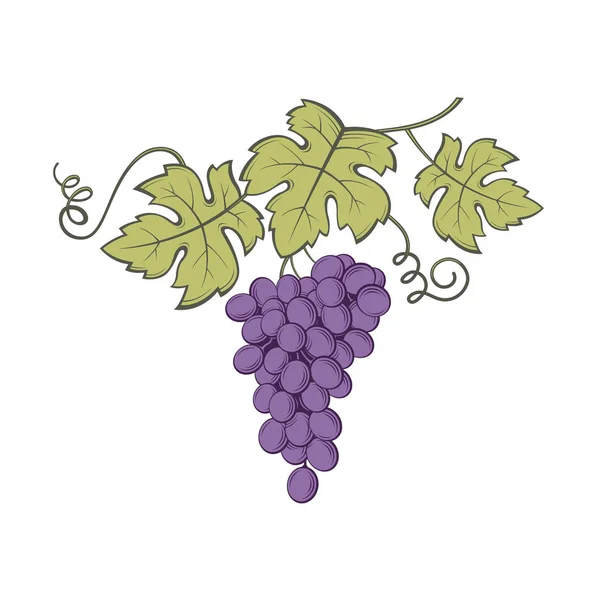 Uvas racimos imagen — Vector de stock