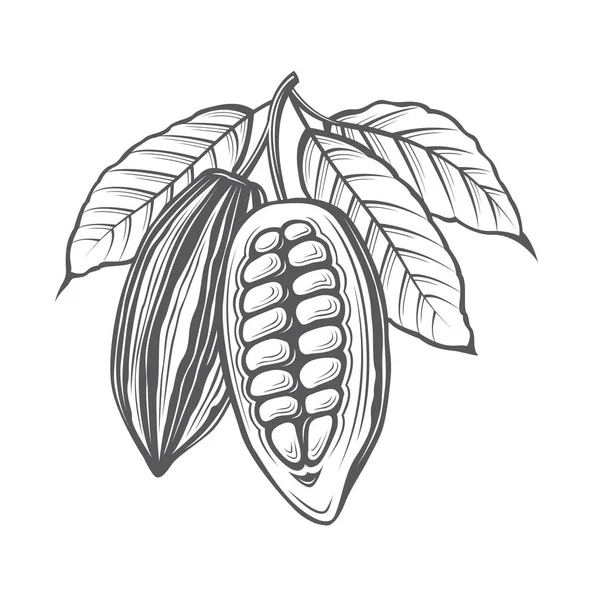 Ilustración de granos de cacao — Archivo Imágenes Vectoriales