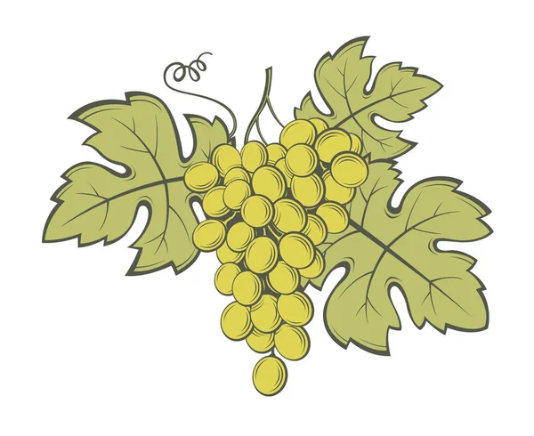 Grapes bunches image — Stock Vector