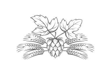 görüntü hop ve arpa kulak