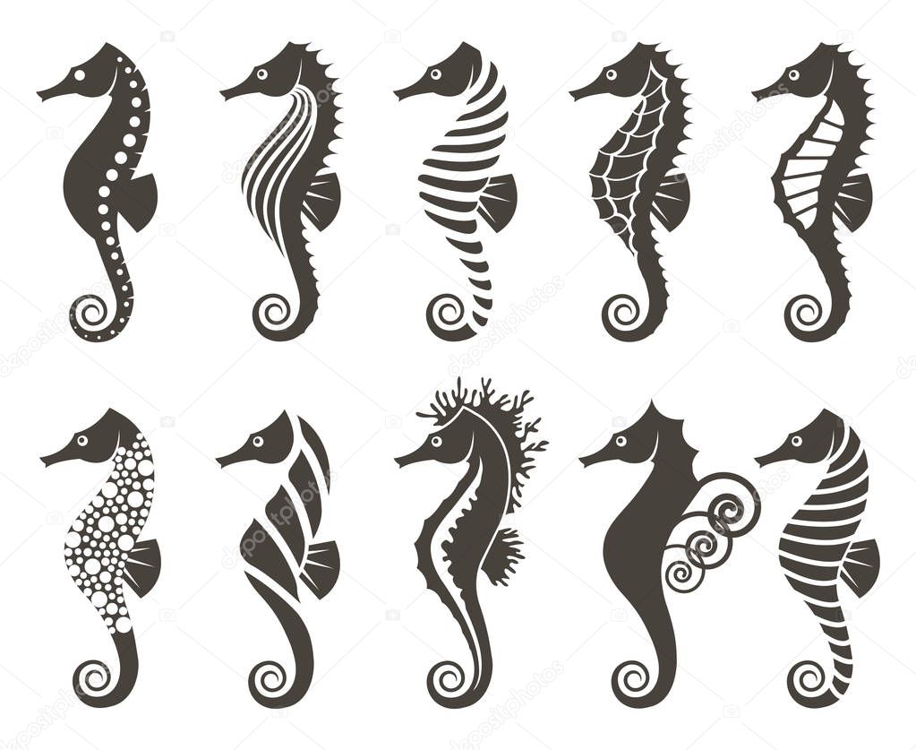Collection of seahorse on isolated white background