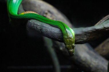 Kahverengi şube vahşi doğa tehlikeli tropikal yeşil yılan