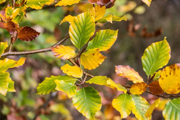 Красивый Осенний Фон Желтых Зеленых Листьев Ветке Коричневого Дерева — стоковое фото