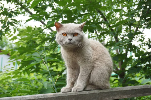 Cat Sad Pet Gray Coat Handsome — Stock Photo, Image