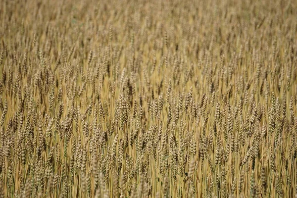 wheat, grain, food, agriculture, ear
