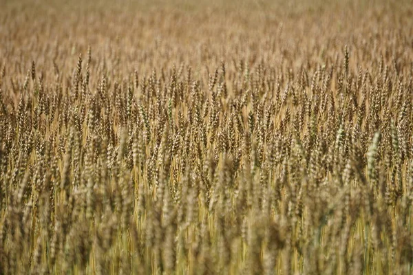 wheat, grain, food, agriculture, ear