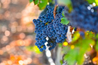 Sonbahar sezonu asma üzüm