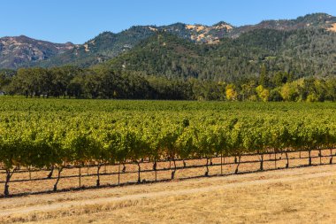 Napa valley california bağ