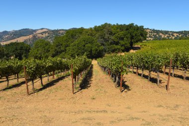 Napa valley california bağ