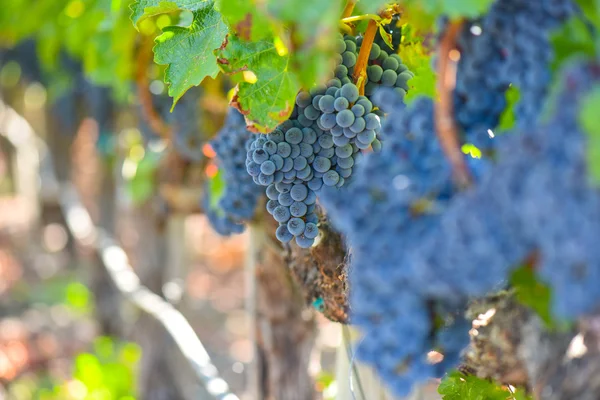 Виноград на виноградной лозе осенью — стоковое фото
