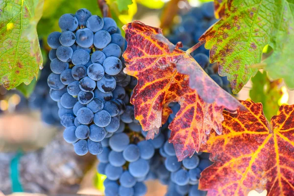 Uvas en la vid en la temporada de otoño — Foto de Stock