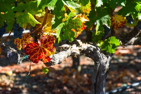 Виноград в осенний сезон — стоковое фото